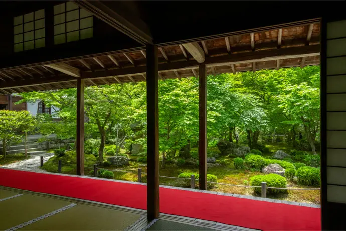 京都 圓光寺の青もみじ