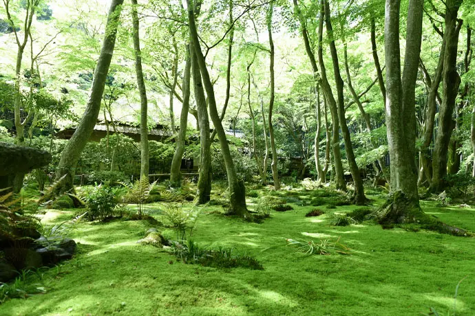 京都 祇王寺の青もみじ