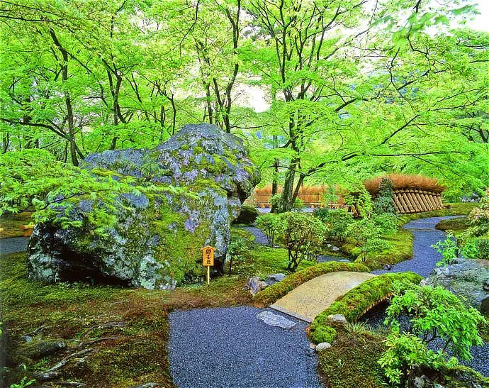 京都 宝厳院の青もみじ