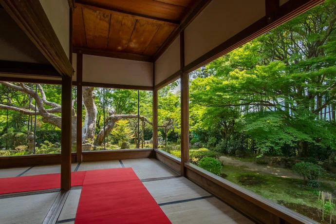 京都 宝泉院の青もみじ