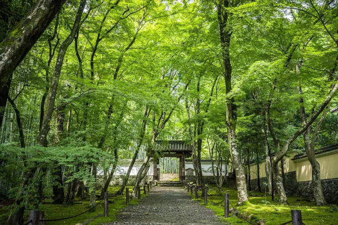 京都 地蔵院の青もみじ