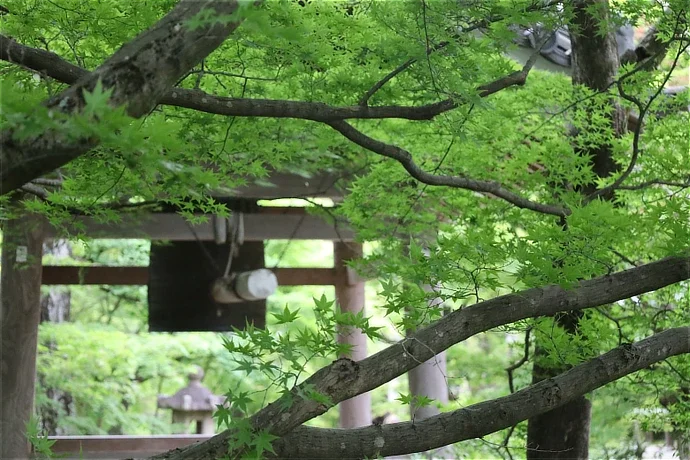 京都 常寂光寺の青もみじ