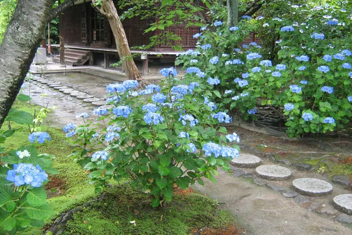 京都 勧修寺のあじさい