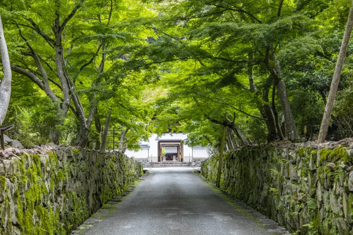 京都 興聖寺の青もみじ