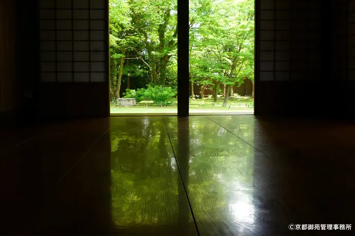 京都 京都御苑の青もみじ