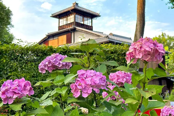京都 旧三井家下鴨別邸のあじさい