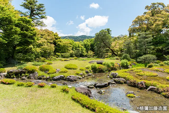 京都 無鄰菴の青もみじ