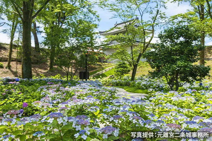 京都 元離宮二条城のあじさい