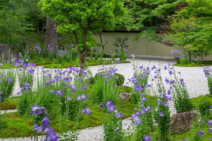 京都 廬山寺の桔梗