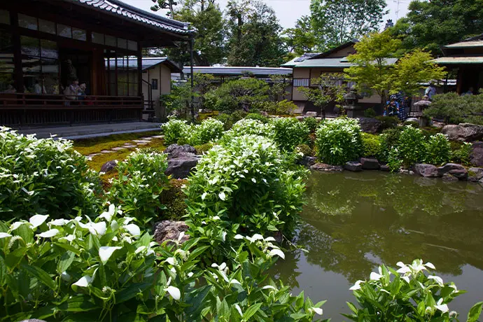 京都 両足院の半夏生