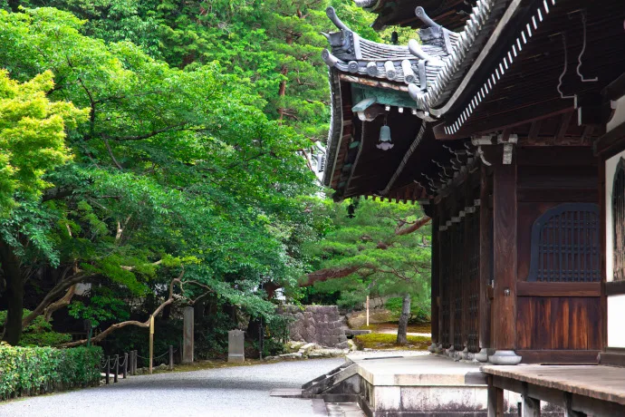 京都 泉涌寺の青もみじ