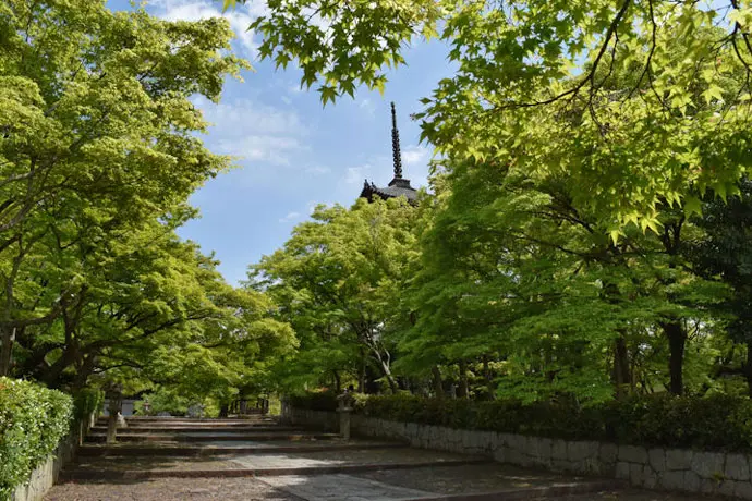 京都 真如堂の青もみじ