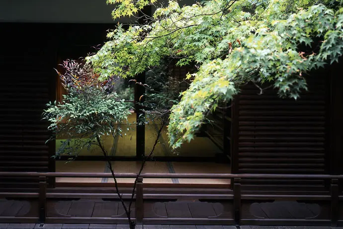京都 青蓮院の青もみじ