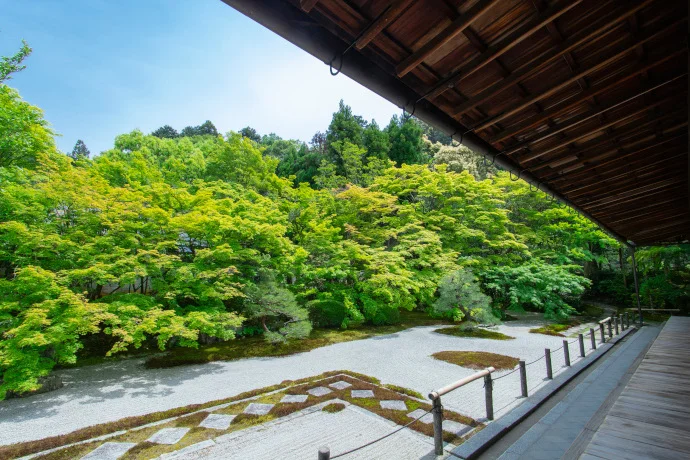 京都 天授庵の青もみじ