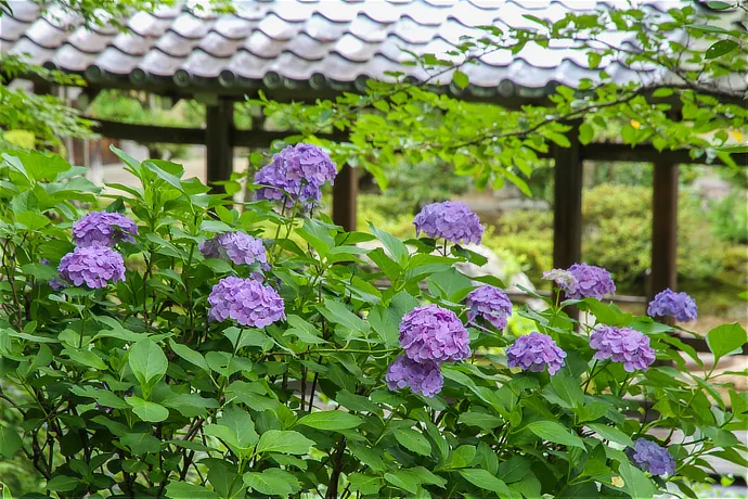京都 天龍寺のあじさい