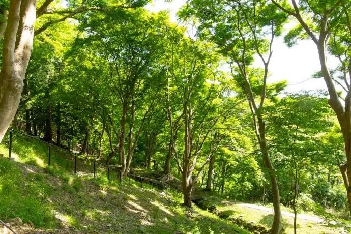 京都 八瀬もみじの小径の青もみじ