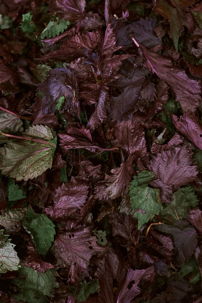 昔ながらのしば漬を求めて。辻しば漬本舗