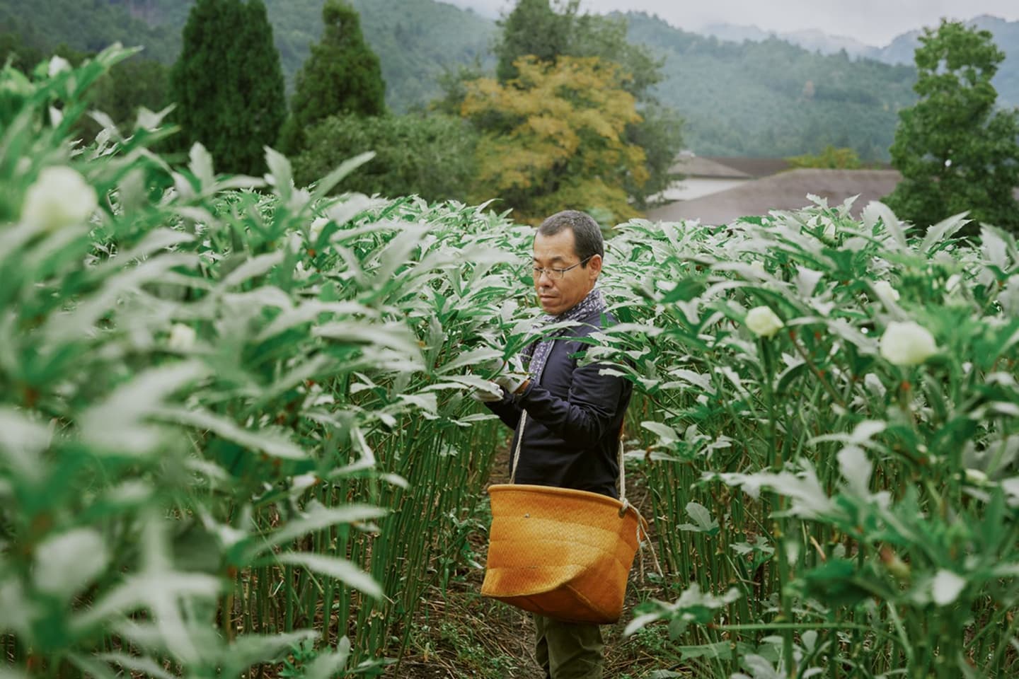 有機野菜と朝市