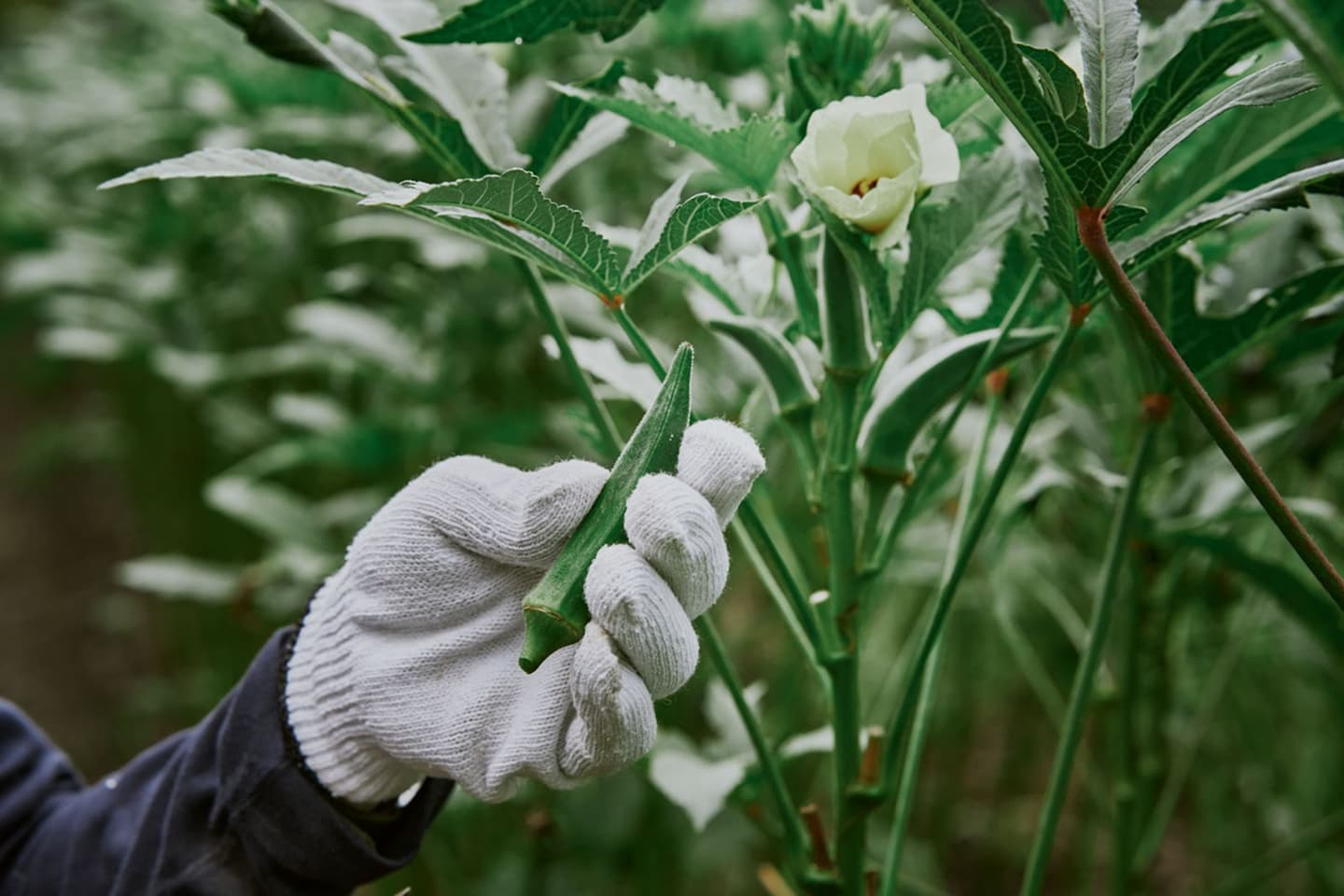 有機野菜と朝市