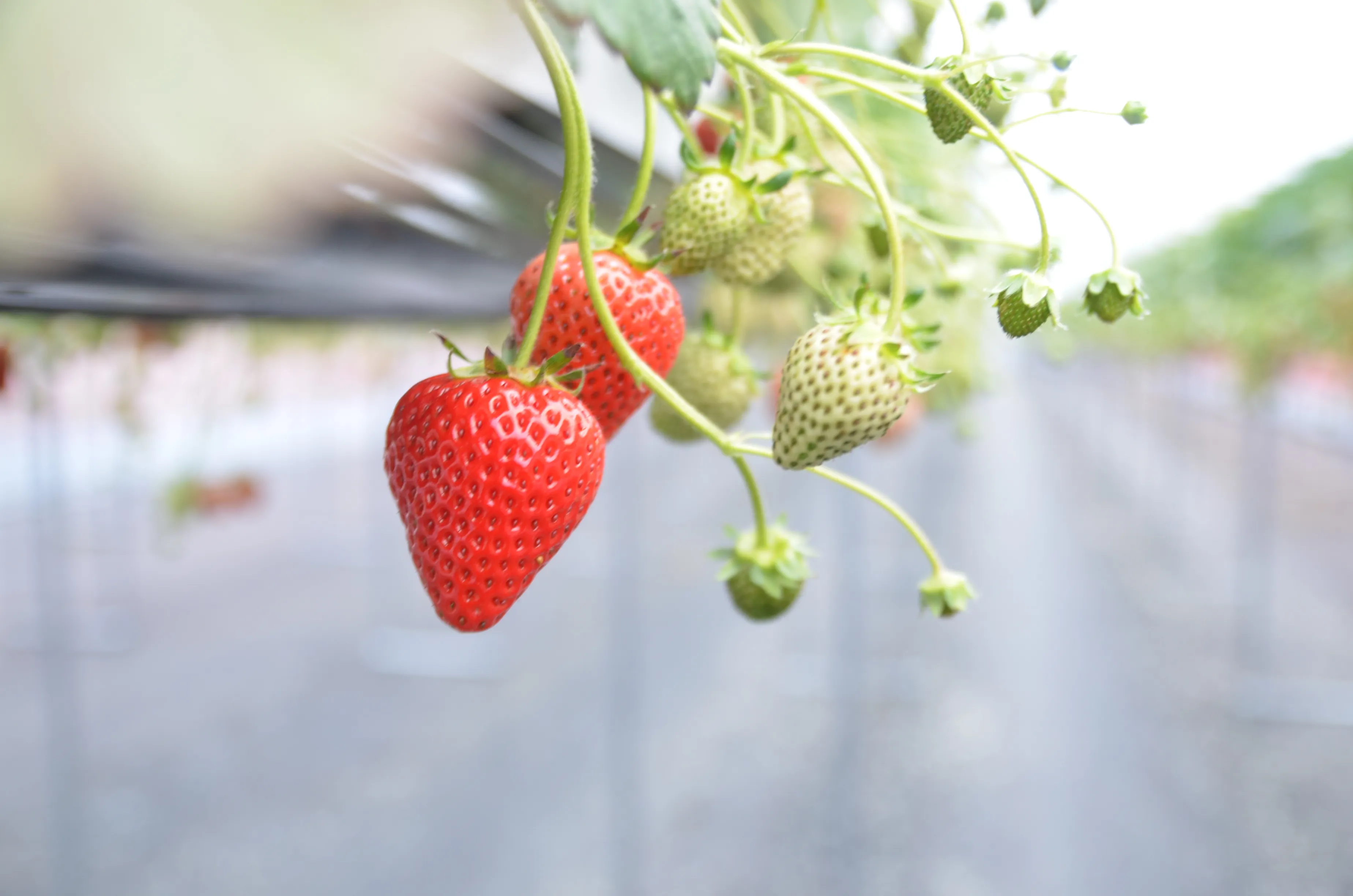 朝摘みイチゴ