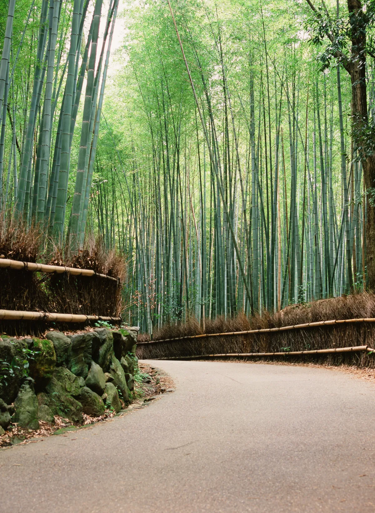 京都定期観光バス