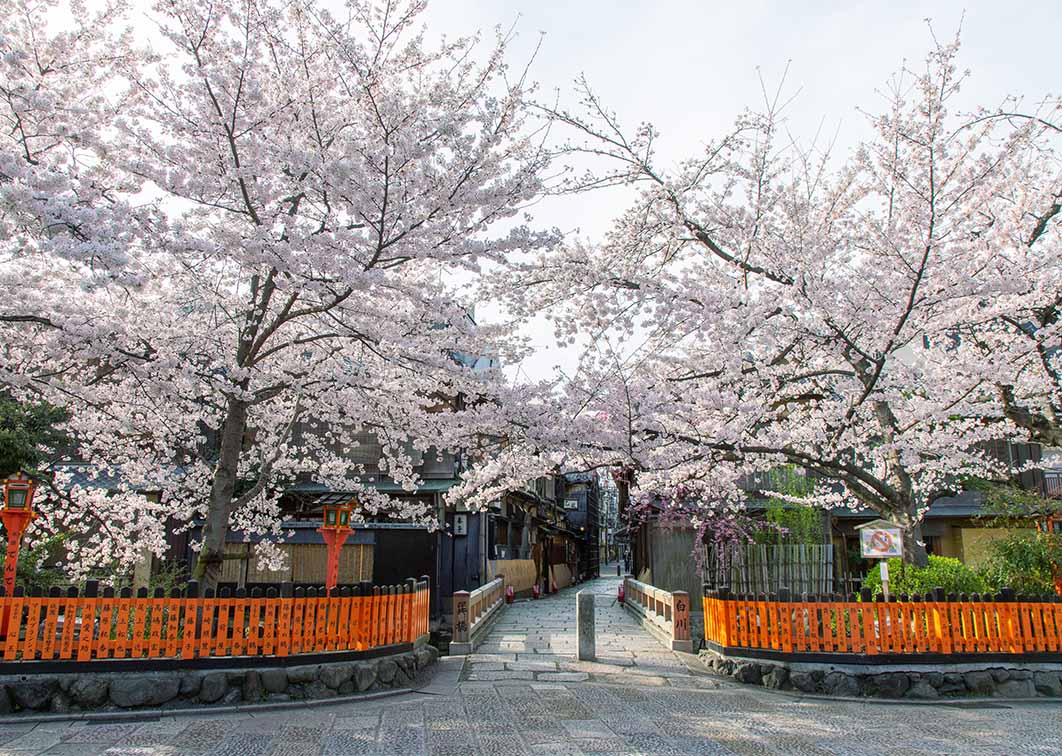 衹園 白川の桜
