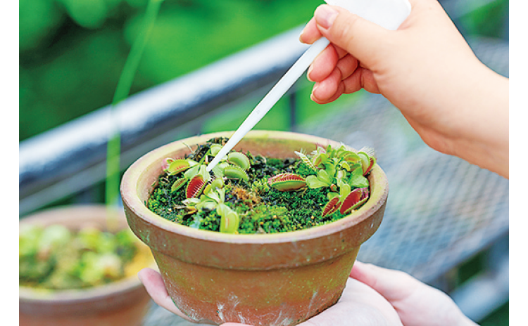 植物園職員と見る!「食虫植物のミクロな世界」