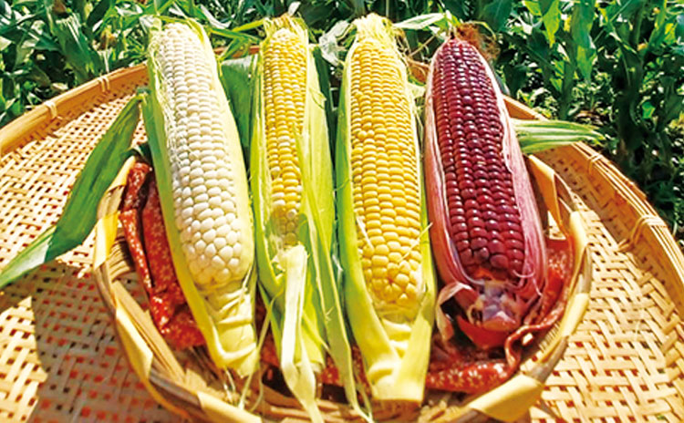 野菜売場