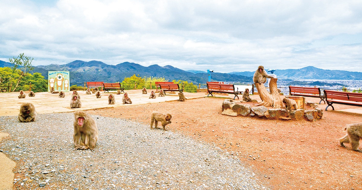 野生のサルの楽園「嵐山モンキーパーク」へ行ってみよう！【京都