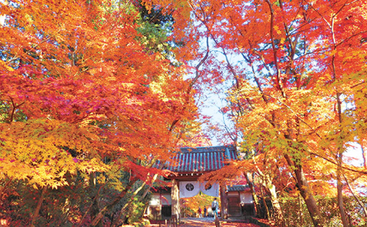 もみじの参道が美しい光明寺