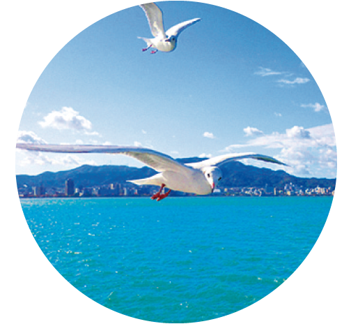 船を追いかけるように飛ぶユリカモメ