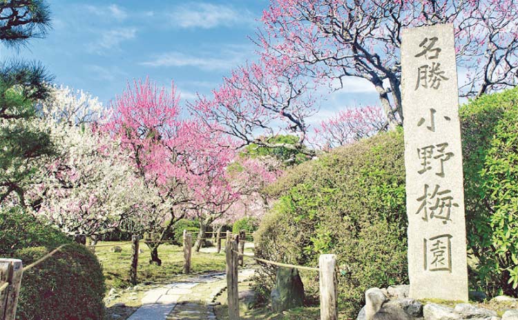 隨心院の小野梅園