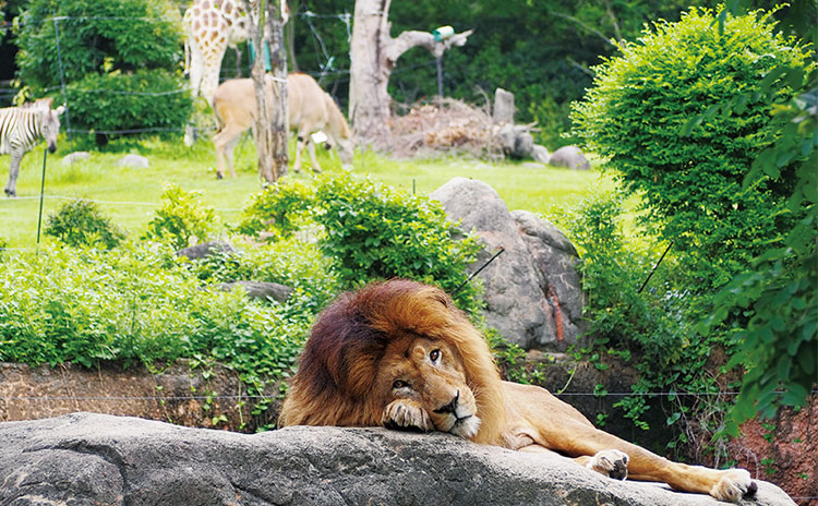 岩山に囲まれた現地の環境を再現した『アフリカサバンナゾーン』を歩けば、まるで探検家気分に