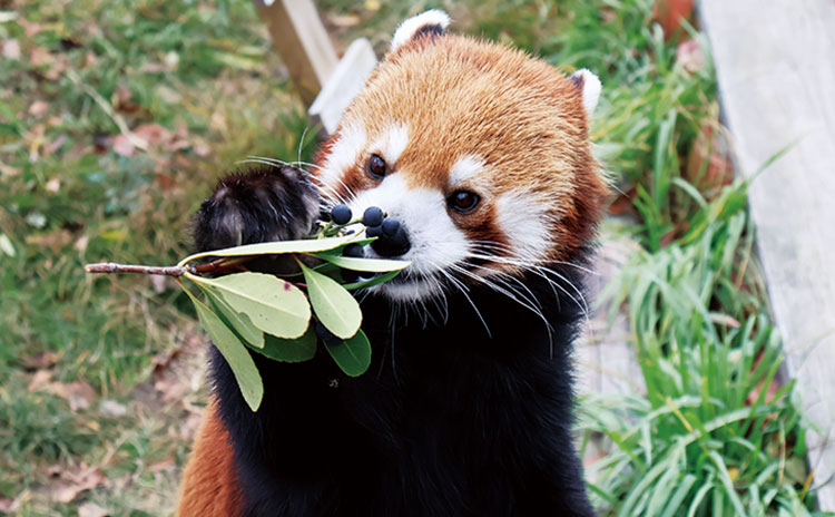 愛くるしい姿で人気のシセンレッサーパンダ。おやつタイムに、リンゴや蒸しイモをモグモグと頬張る様子がたまりません