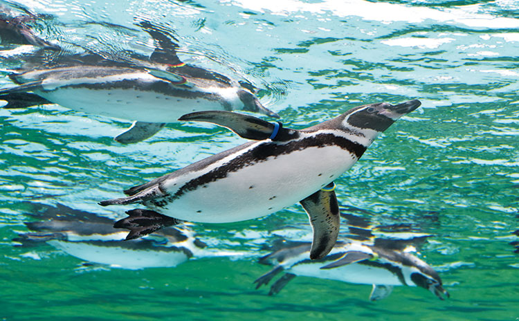 『ペンギンパーク＆アシカワーフ』では、ガラス越しに活発に泳ぎ回るフンボルトペンギンやアシカを見ることができます