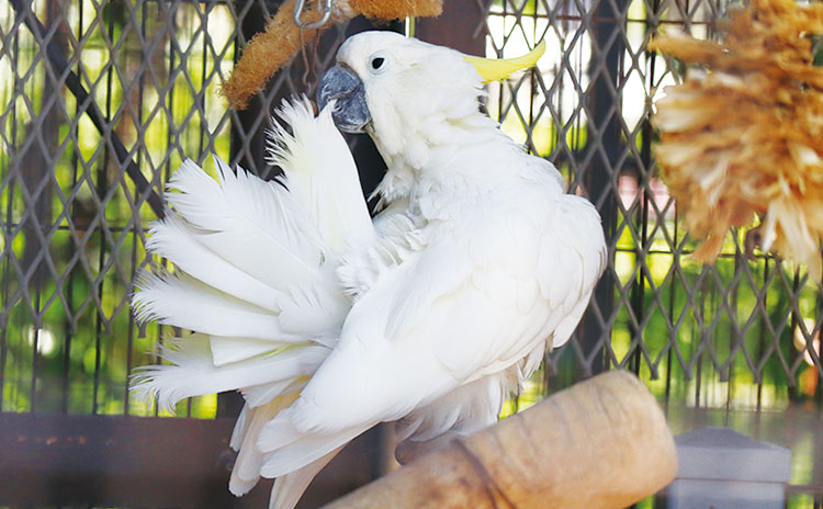 ツル舎前にいるキバタン（オウム）のコバちゃんに優しく話しかけてみて。あいさつや返事をしてくれるかも？