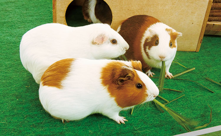 動物への思いやりを育むイベント