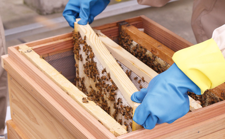 巣箱の中にはミツバチがたくさん