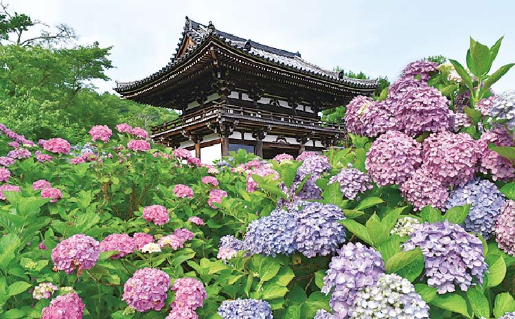 約1万株のアジサイが迎える華観音寺