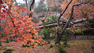 祇王寺の紅葉
