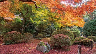 青蓮院の紅葉