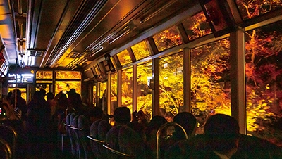 京都紅葉ライトアップ（もみじのトンネル）