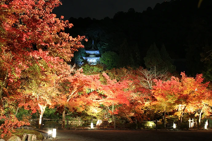永観堂（禅林寺）の紅葉ライトアップの様子