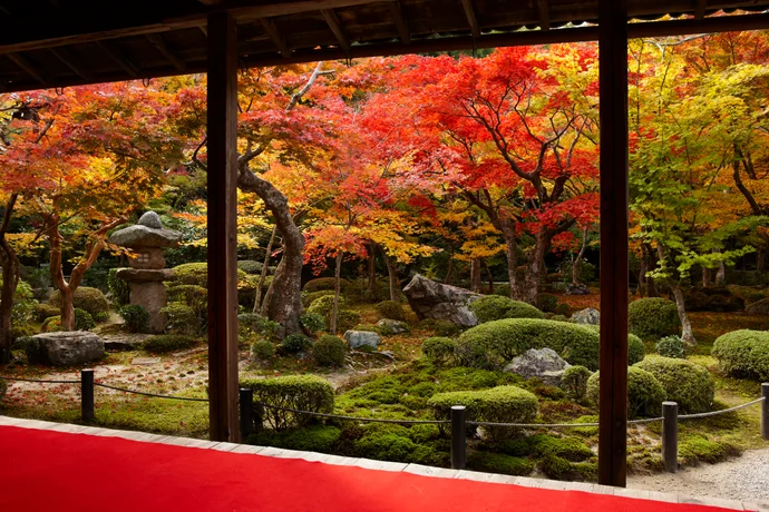 圓光寺の紅葉の様子