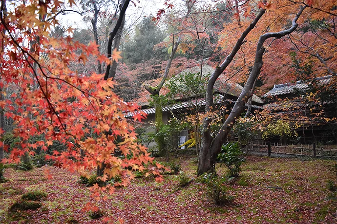 京都 祇王寺の紅葉