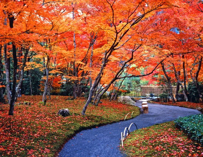 宝厳院の紅葉の様子