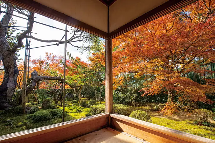 京都 宝泉院の紅葉