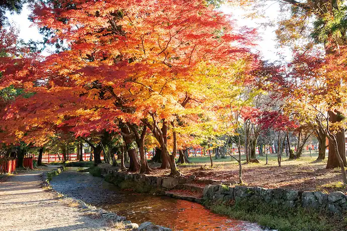 上賀茂神社の紅葉の様子