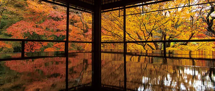 瑠璃光院の紅葉の様子