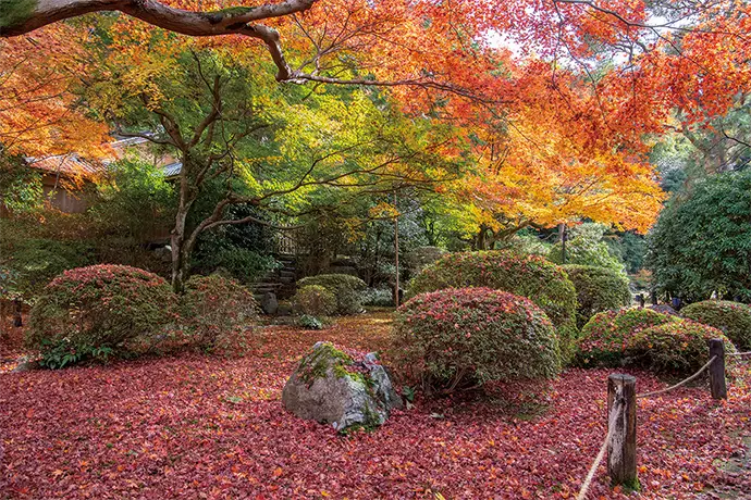 京都 青蓮院の紅葉
